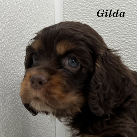 puppy, for, sale, Cocker Spaniel, Joe & Cherri  Overlease, dog, breeder, Miller, MO, dog-breeder, puppy-for-sale, forsale, nearby, find, puppyfind, locator, puppylocator, aca